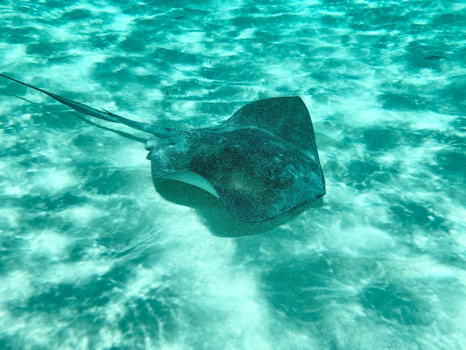 Southern stingray