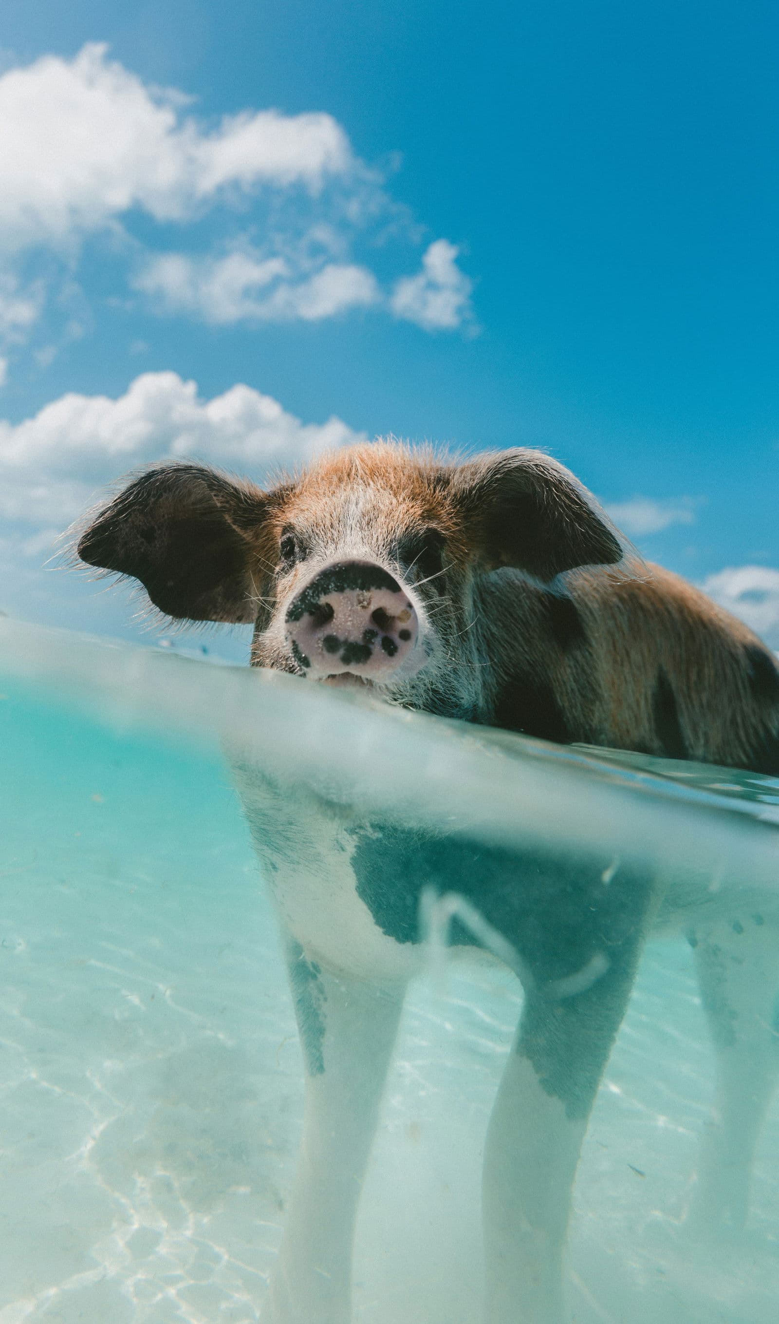 Exuma swimming pig